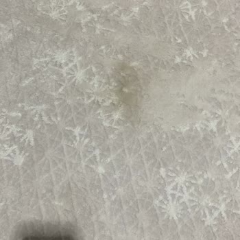 Pro-Tem Premium Halı Yıkama Hizmetinde Büyük Hayal Kırıklığı