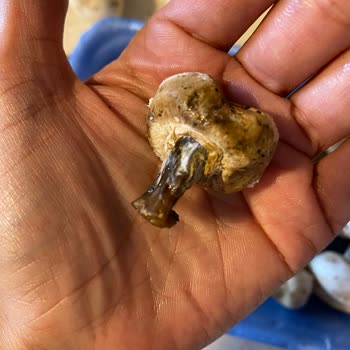 Grosper Bozulmuş Ürün Teslimatı: Yemeksepeti'nden Gelen Kültür Mantarı Sorunu!