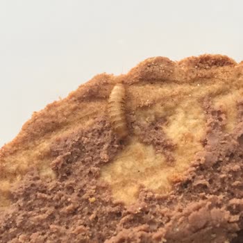 Ülker Probis'te Şok Edici Deneyim