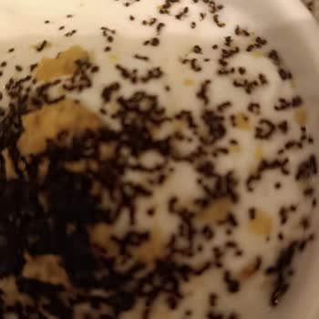 Doritos Paketinde Karınca Sürprizi