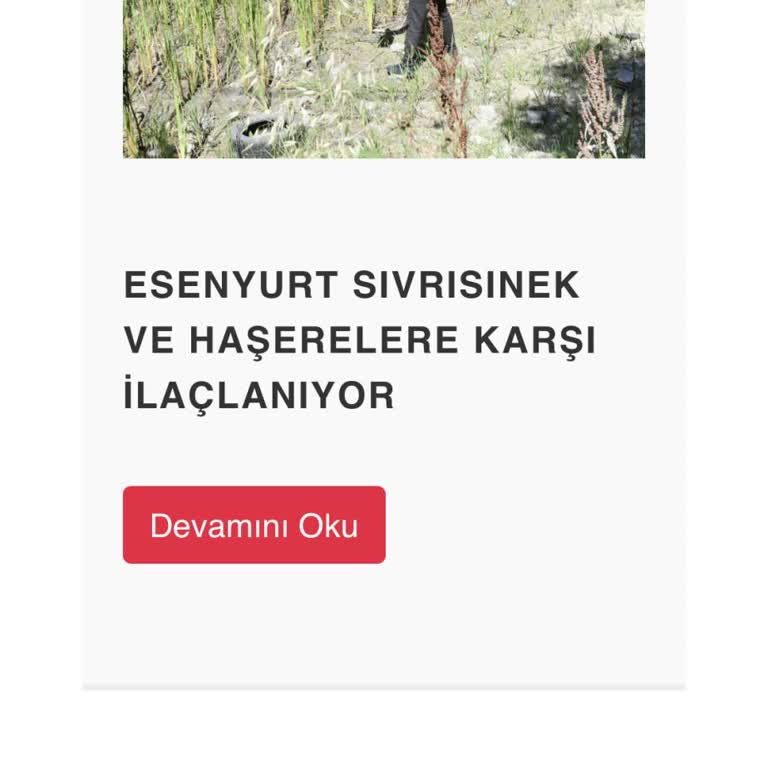 Belediye Sivrisinek Ve Haşerelere Karşı İlaçlama Yapmıyor!