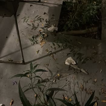 Bahçemdeki Hijyen Sorunu