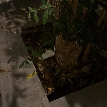 Bahçemdeki Hijyen Sorunu