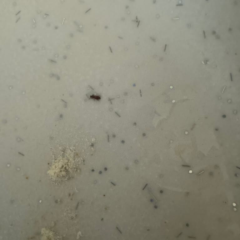 Organik Ürün Skandalı: Pankek Karışımından Böcek Çıktı!