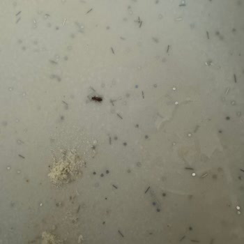 Organik Ürün Skandalı: Pankek Karışımından Böcek Çıktı!