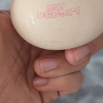 BİM'den Aldığımız Yumurta Çürük Çıktı: Sağlığımız Tehlikede