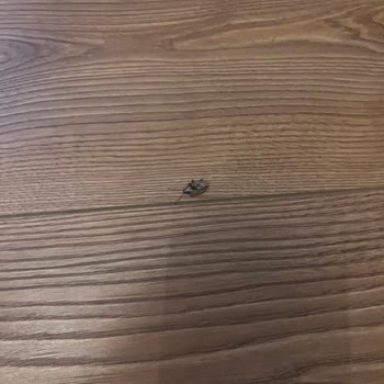 Pago Villa Sapanca İle Yaşadığım Hayal Kırıklığı!