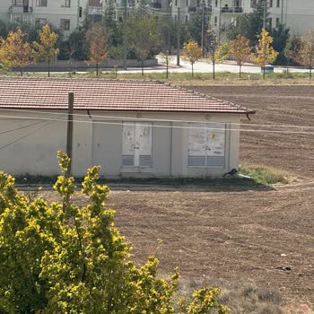 Selçuk Üniversitesi'nde Sokak Köpekleri Sorunu!