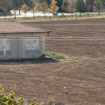 Selçuk Üniversitesi'nde Sokak Köpekleri Sorunu!