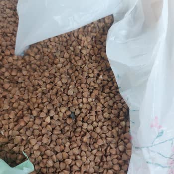 Kara Buğdayda Fare Dışkısı Şoku