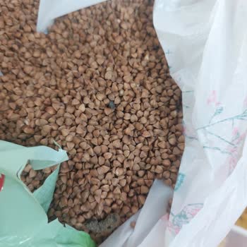 Kara Buğdayda Fare Dışkısı Şoku