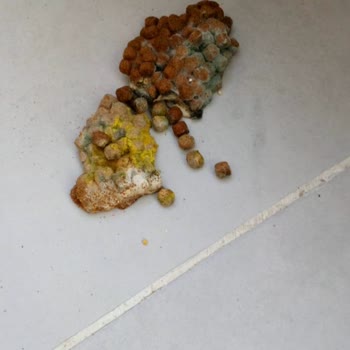 Mamaplus'tan Gelen Bozuk Mama Ve İlgisiz Hizmet