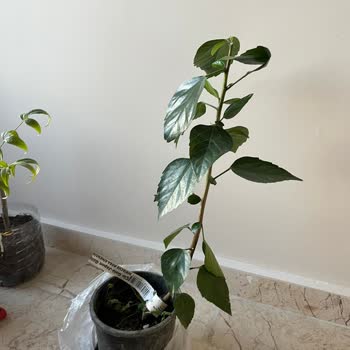 Yanıltıcı Ürün Gönderimi Ve İlgisiz Müşteri Hizmeti