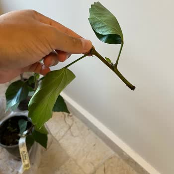 Yanıltıcı Ürün Gönderimi Ve İlgisiz Müşteri Hizmeti