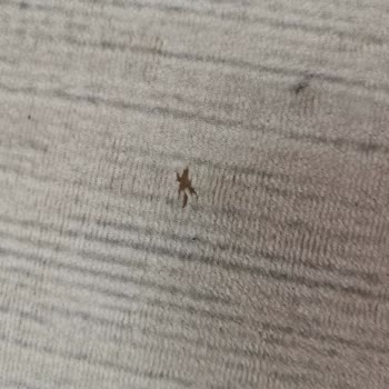 Simenteks Halıda Kendiliğinden Oluşan Kesik Sorunu