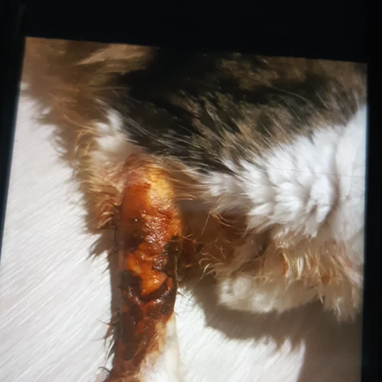 Veterinerde Şok: Kedimin Damarı Patladı!