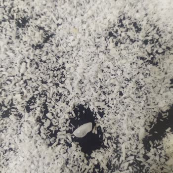 Hindistan Cevizi Ürünü İçinden Çıkan Şok Edici Durum