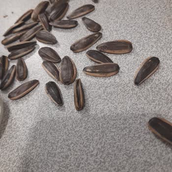 Yanık Çekirdek Ve İlgisiz Personel Deneyimi