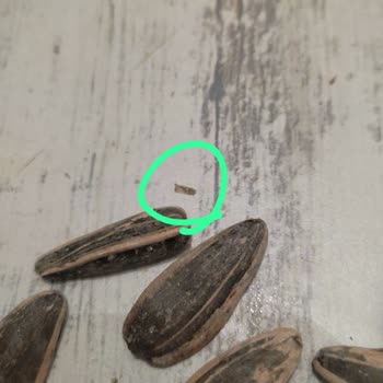 Çekirdek Paketinden Çıkan Böcek Şoku