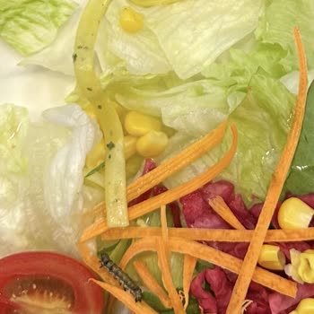Green Salads Salatamda Tırtıl Şoku