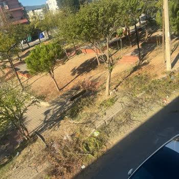 Belediyenin İlgisizliği Ve Mahalledeki Ağaç Budama Sorunu