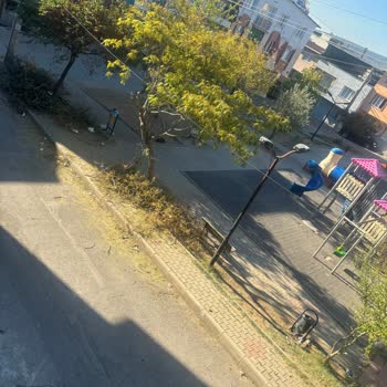 Belediyenin İlgisizliği Ve Mahalledeki Ağaç Budama Sorunu