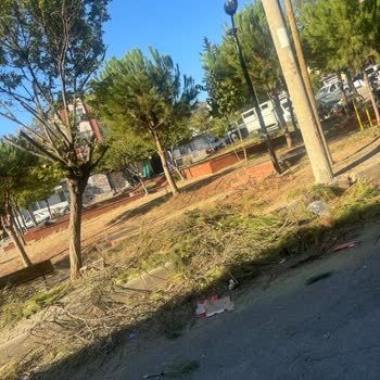 Belediyenin İlgisizliği Ve Mahalledeki Ağaç Budama Sorunu