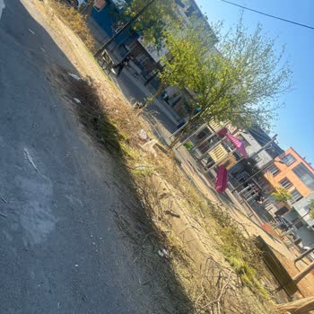 Belediyenin İlgisizliği Ve Mahalledeki Ağaç Budama Sorunu