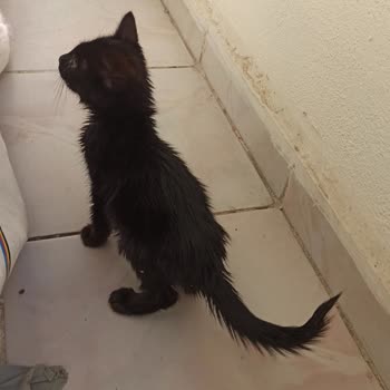 Veteriner Hizmetlerinde İhmal Ve Kedinin Acı Dolu Hikayesi