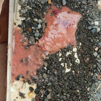 Veteriner Hizmetlerinde İhmal Ve Kedinin Acı Dolu Hikayesi