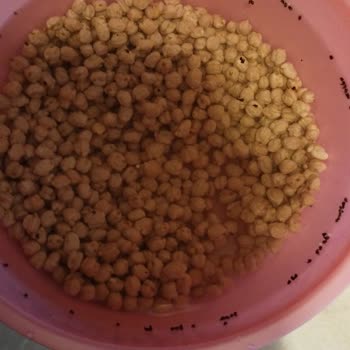 BİM Nohutta Canlı Böcek Vardı!