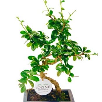 Yanlış Ürün Ve Gecikmeli Teslimat Hayal Kırıklığı