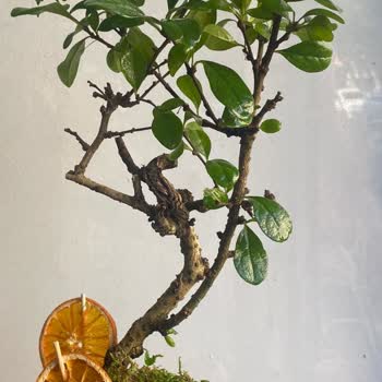 Yanlış Ürün Ve Gecikmeli Teslimat Hayal Kırıklığı