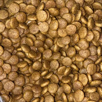 Kedi Mamalarında Kurtlanma Sorunu Ve Çözüm Arayışı