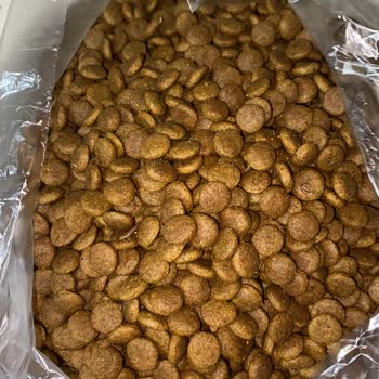 Kedi Mamalarında Kurtlanma Sorunu Ve Çözüm Arayışı