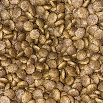 Kedi Mamalarında Kurtlanma Sorunu Ve Çözüm Arayışı