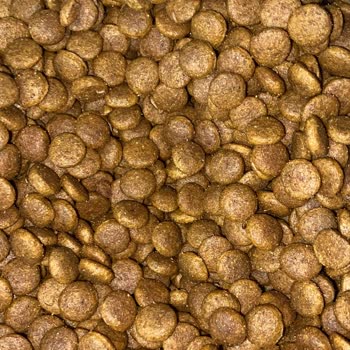 Kedi Mamalarında Kurtlanma Sorunu Ve Çözüm Arayışı