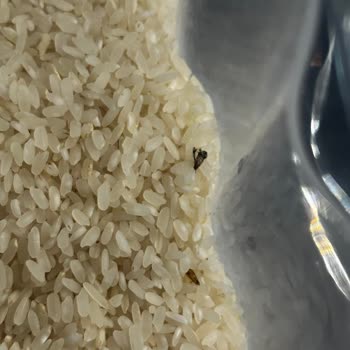 Böcekli Pirinç Skandalı: Sağlığımız Tehlikede!