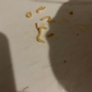 Noodle Paketinden Çıkan Kurtlar Şok Etti