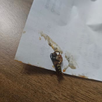 Dürümlerden Çıkan Arı Ve Çiğ Tavuk Şoku!