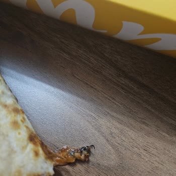 Dürümlerden Çıkan Arı Ve Çiğ Tavuk Şoku!