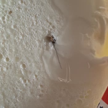 Yoğurt İçinde Şaşırtıcı Yabancı Madde