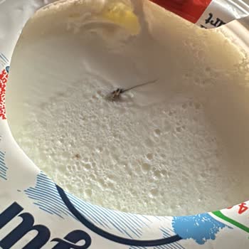 Yoğurt İçinde Şaşırtıcı Yabancı Madde