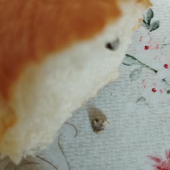 Belediye Ekmeğinde Hijyen Sorunları
