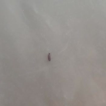 Böceklenmiş Un Ve İade Sürecindeki Sorunlar