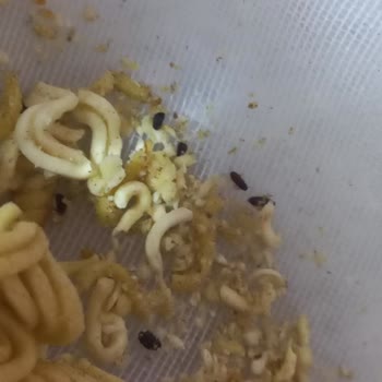 Noodle Paketinden Çıkan Böcek Şoku