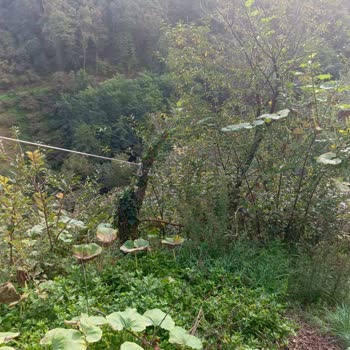 İnternet Kesintisi Ve Güvenlik Tehdidi: Acil Müdahale Gerekiyor!