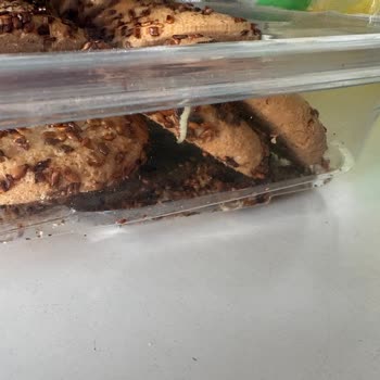 Şok Marketler Tamköy Çörek İçinde Kurtlar
