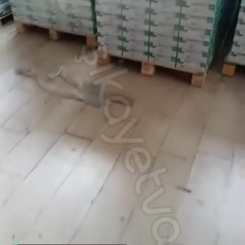 Çamsan Parke Camsan Koskoca Firmanın Palet Parasından Korkması!