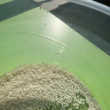 Kurtlu Pirinç Kabusu: Yayla Bakliyat'tan Beklenmedik Sürpriz